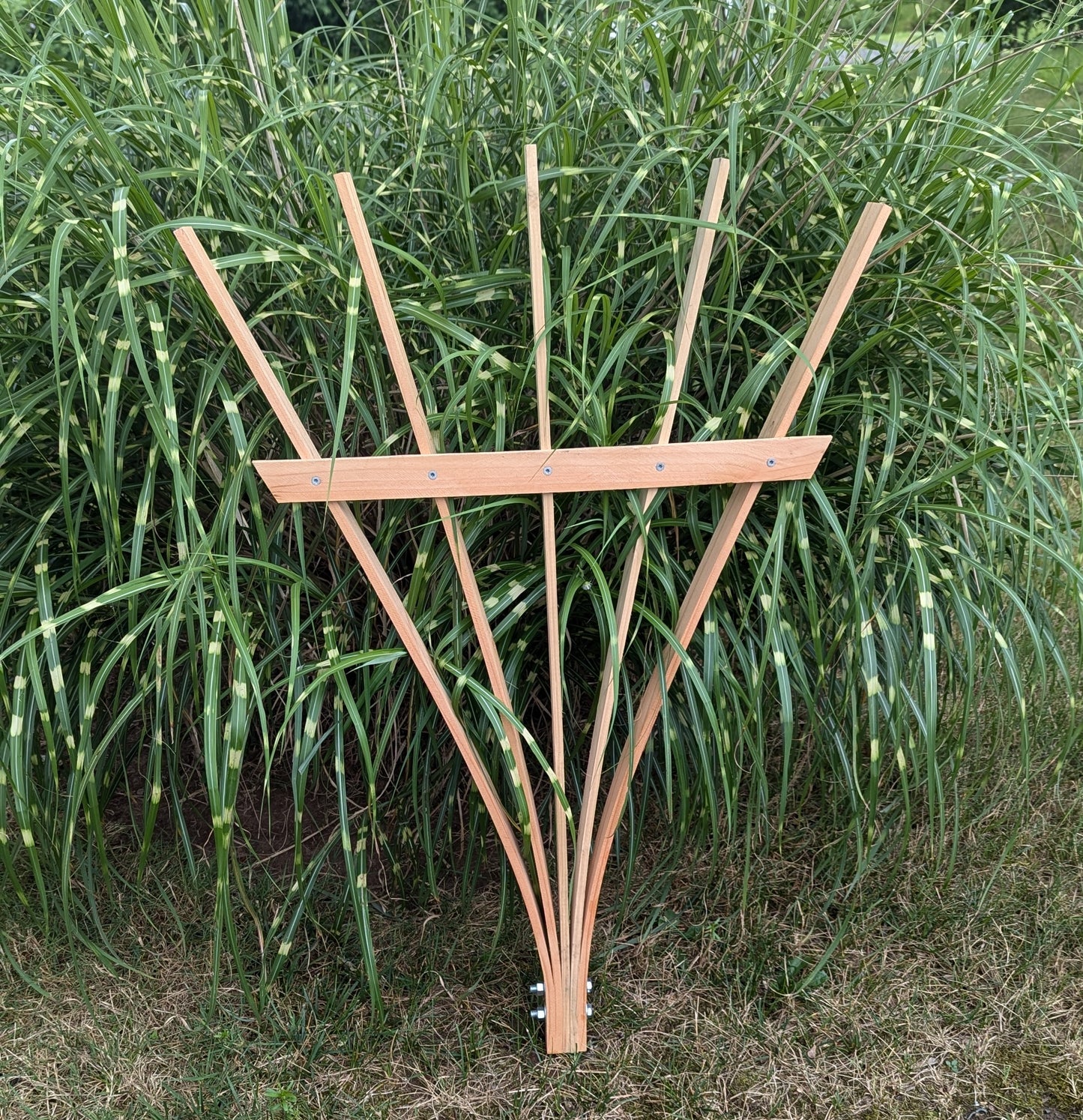 e) Fan Trellis 3'